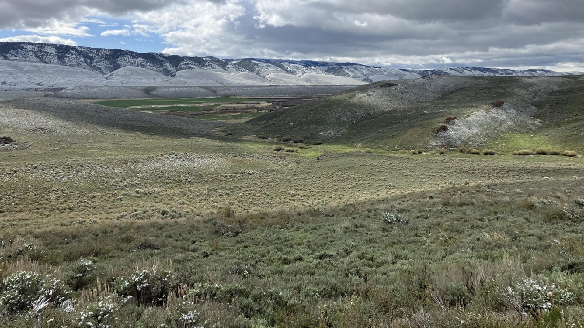 Rolling hills covered in silvery-green vegetation with mountains in the distance 