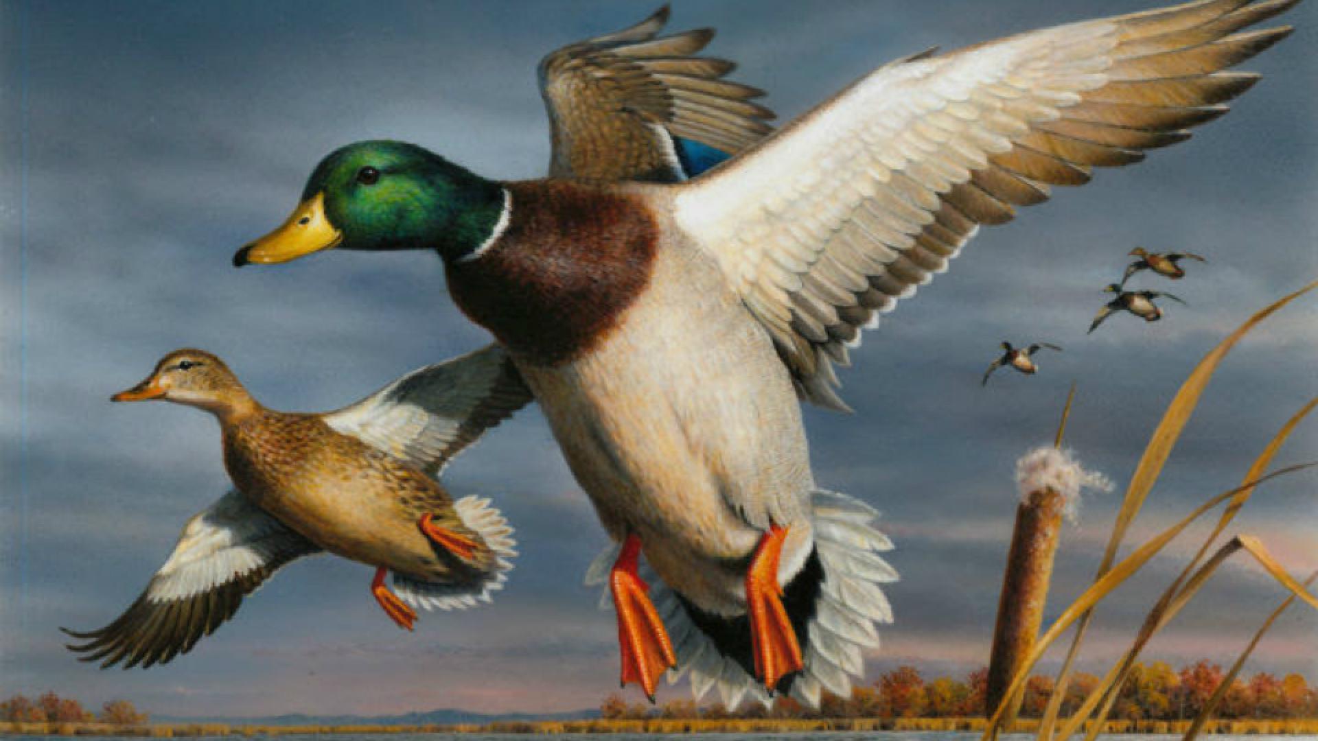 Minnesota Artist Bob Hautman Wins 2017 Federal Duck Stamp Contest