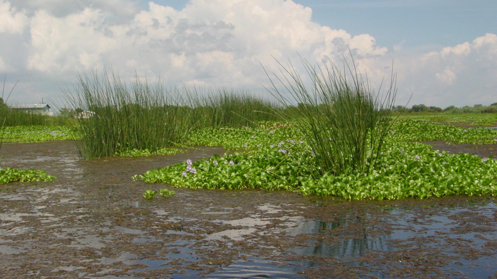 penchant basin 