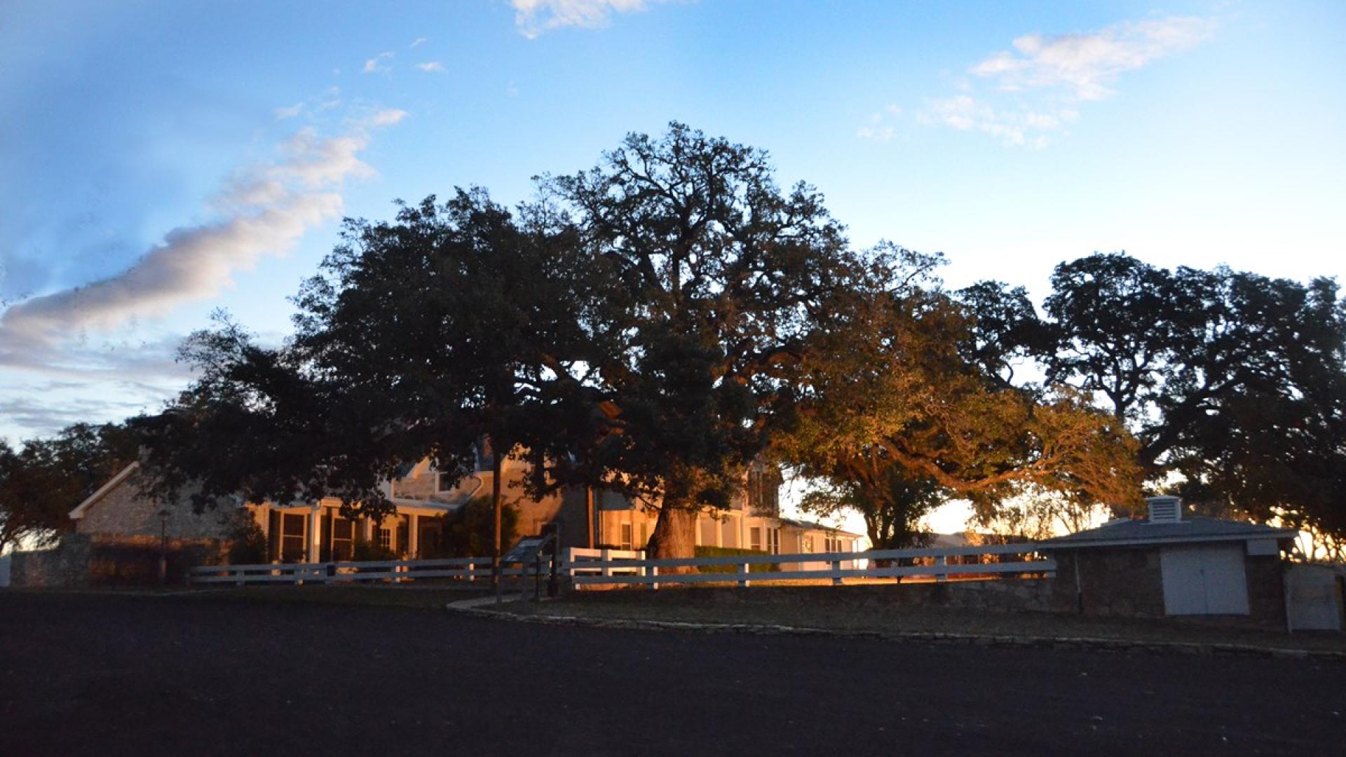 Texas White House at sunset surrounded by huge oak trees.