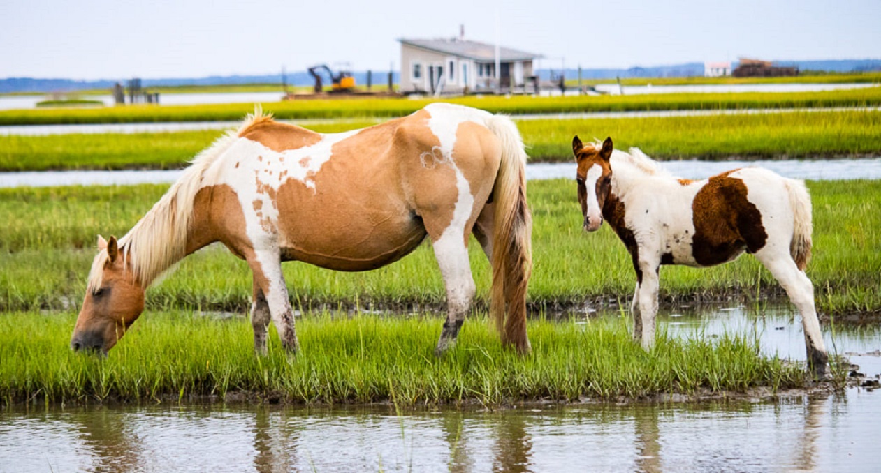 Photo of two horses grazing on grass at Chincoteague National Wildlife Refuge