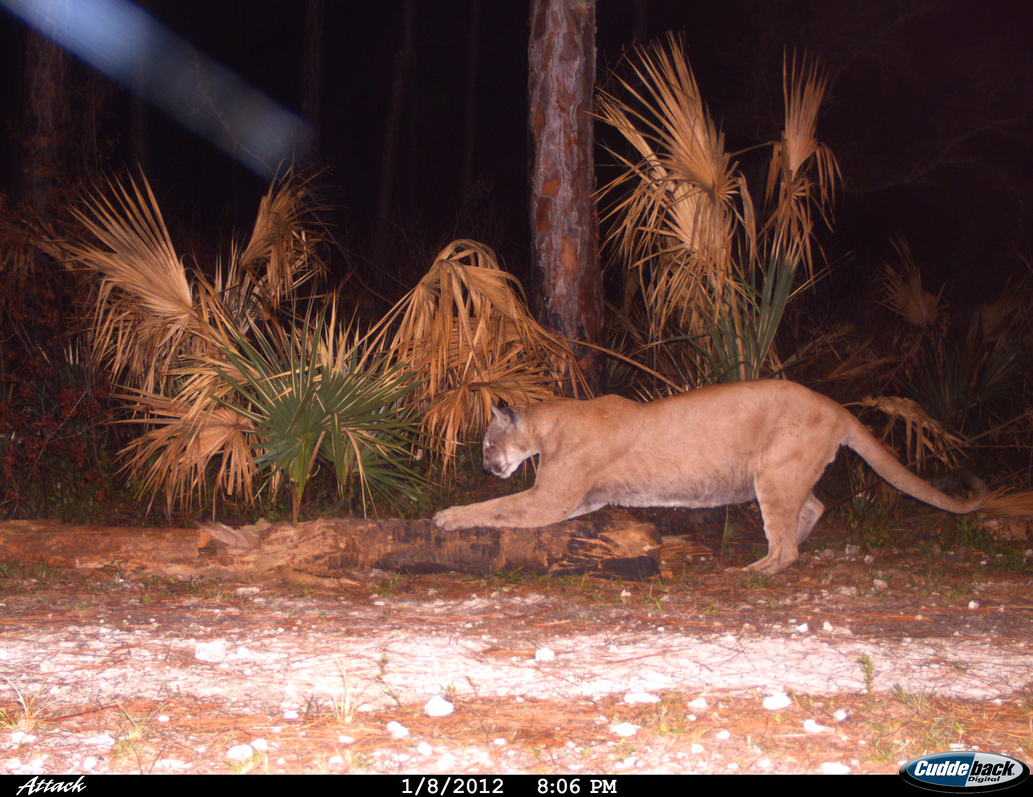 A Florida panther is a uniformly tan and not spotted wild cat.
