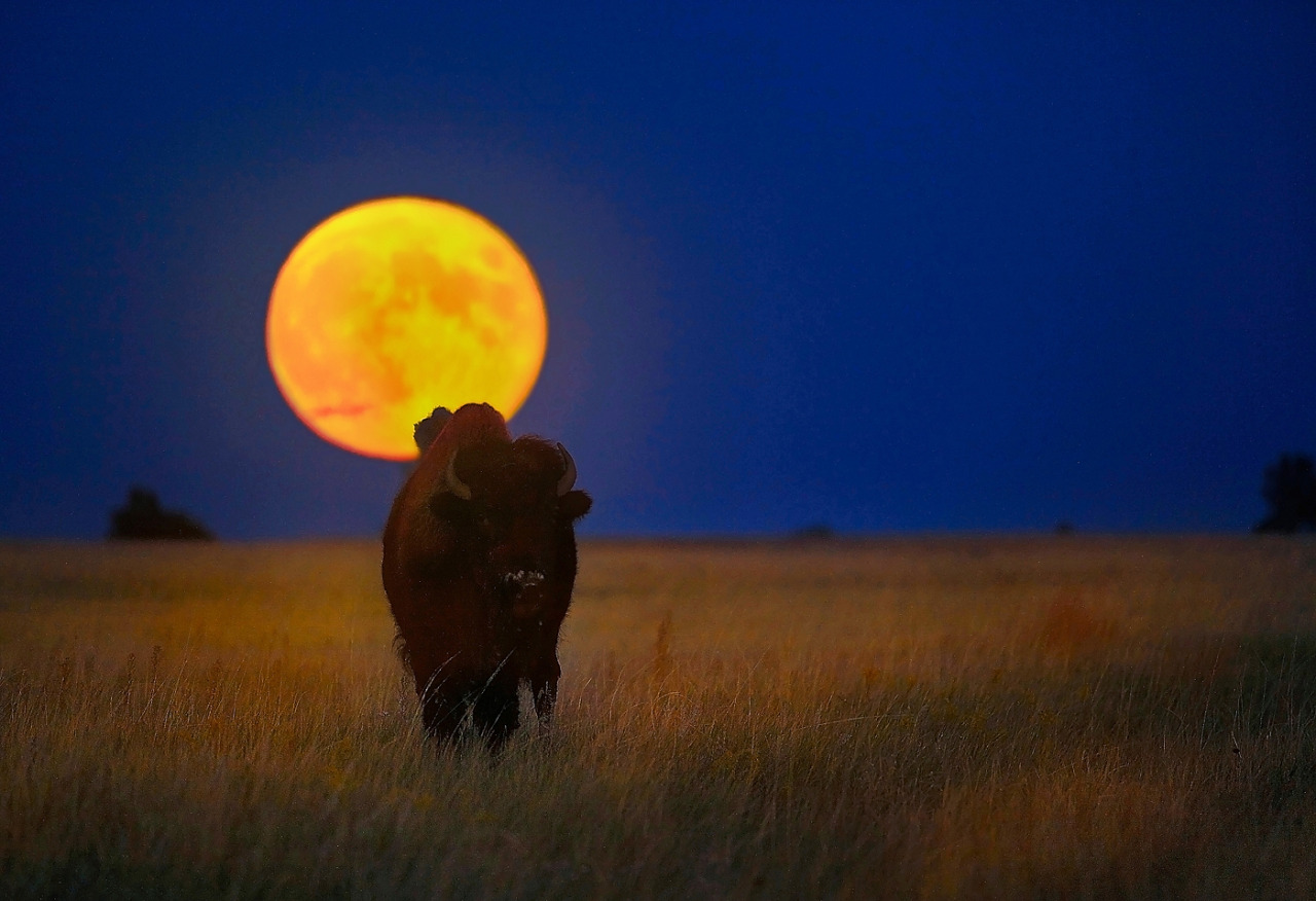 A full moon and a bison at Wind Cave National Park in South Dakota. 
