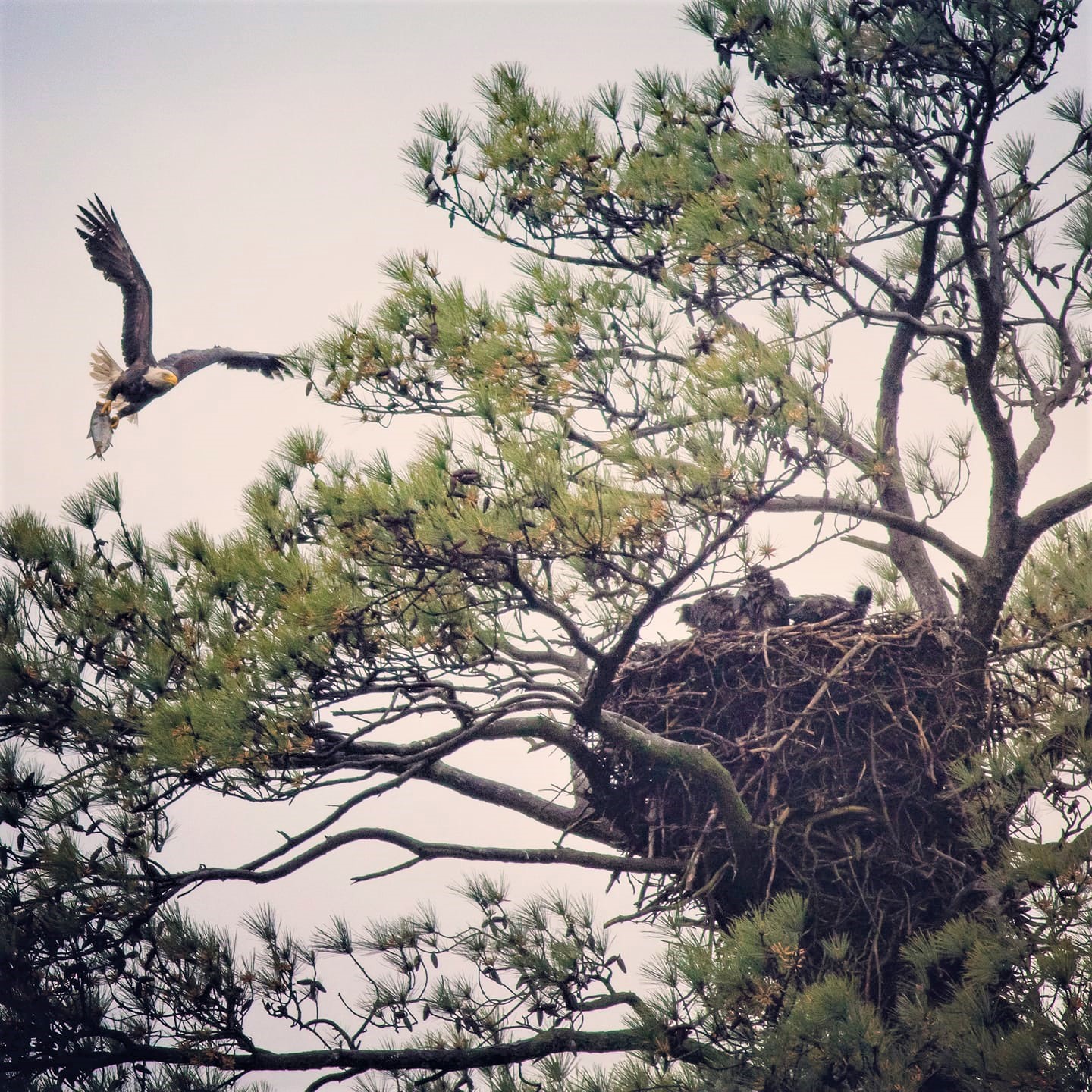 A bald eagle delivers a fish to its chicks at Blackwater National Wildlife Refuge in Maryland.