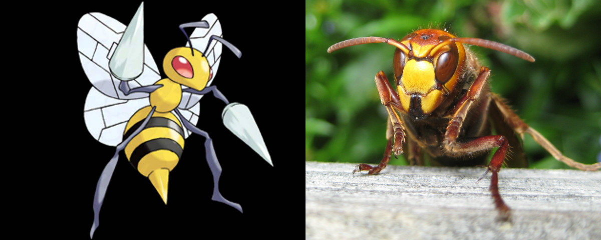 Beedrill and a hornet
