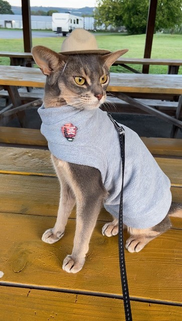 Domestic cat wearing a small hat and sweater with NPS logo.