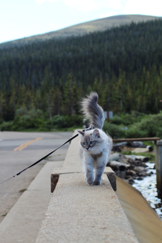 Domestic cat on a leash walks along a roadway.