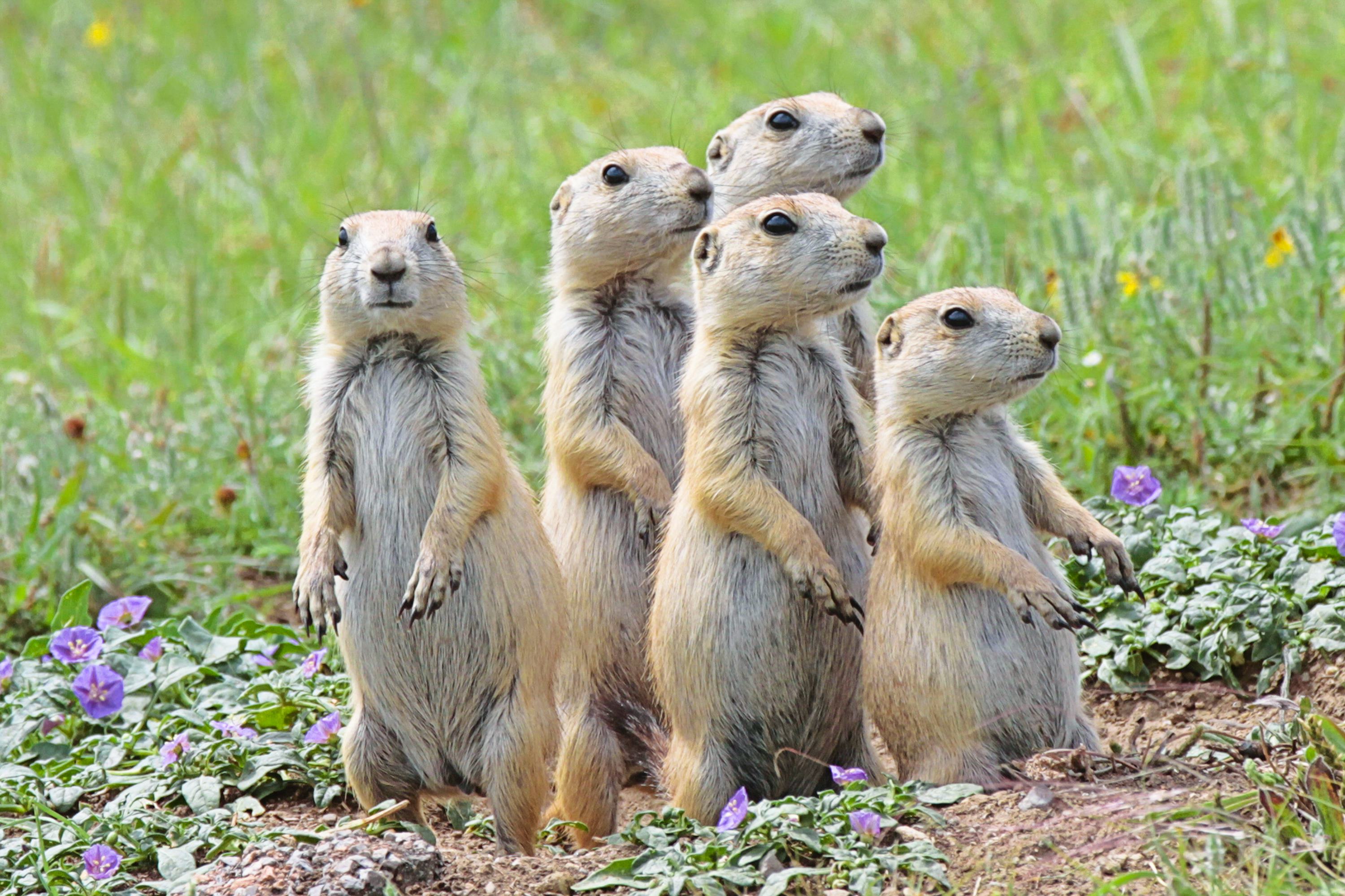 a group of prairie dogs stands together on the lookout for predators