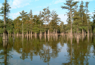 A lake with trees on the bank and reflection in the calm water