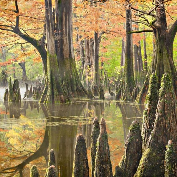 Bald cypress trees in Dale Bumpers White River National Wildlife Refuge, Arkansas