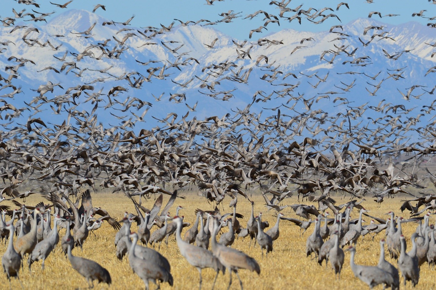 Large gray birds flying in the sky and walking on dry grass with snowcapped mountains and a blue sky in the background.