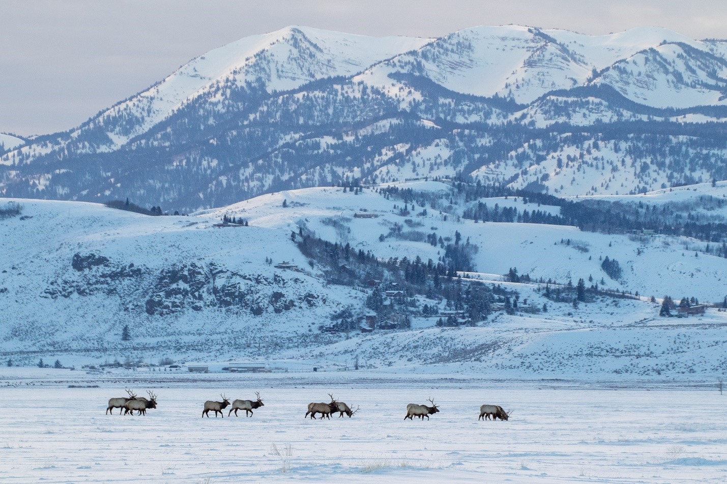 Elk walking through snow-covered terrain with snow-capped mountains in the background.