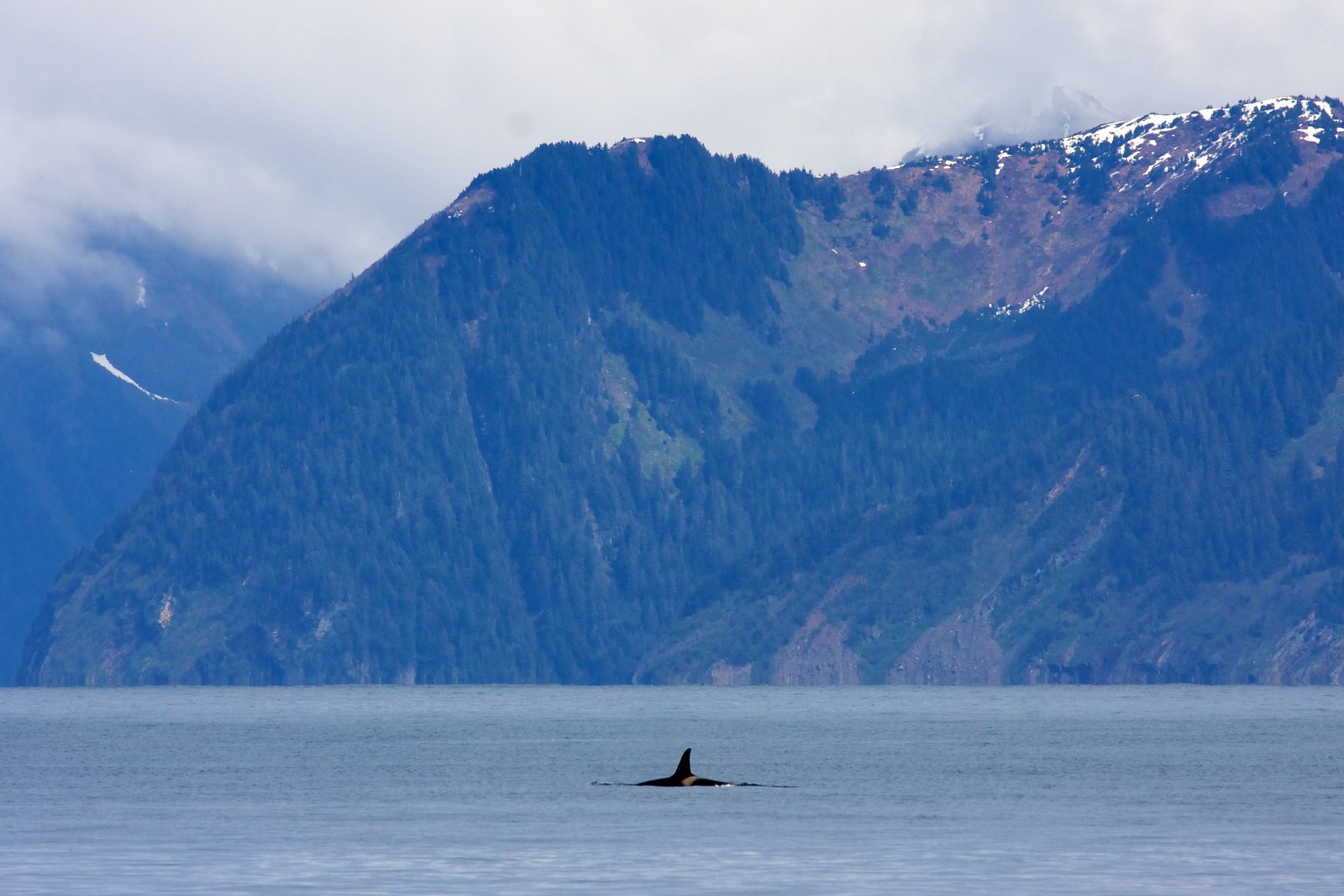 Orca at Kenai Fjords National Park.