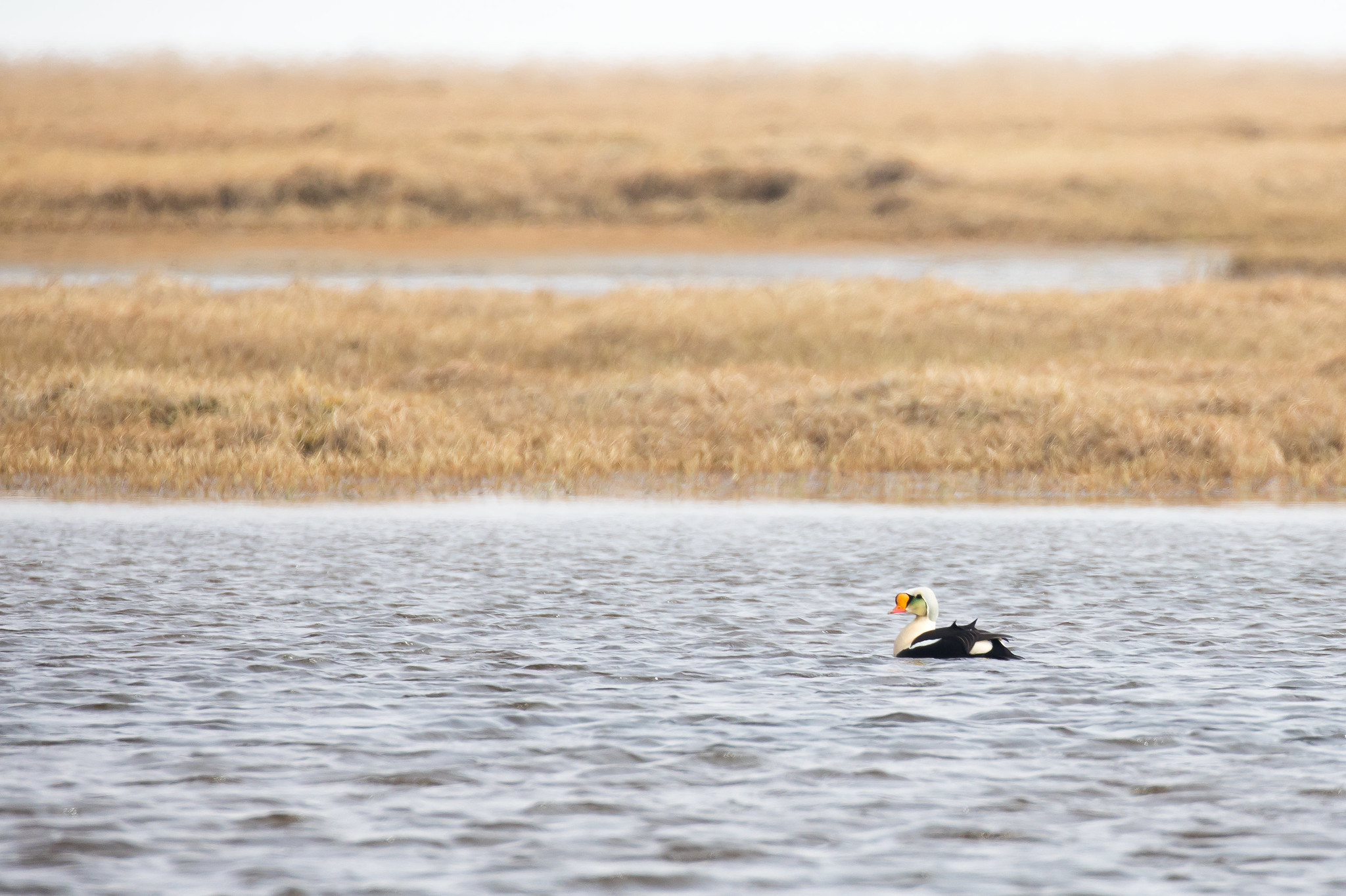 Male king eider in a lake near arctic tundra. 