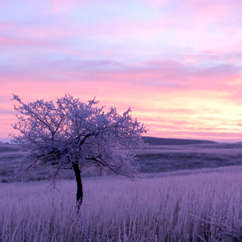 Frost covered tree in a field at dawn in Kulm wetland management district in North Dakota