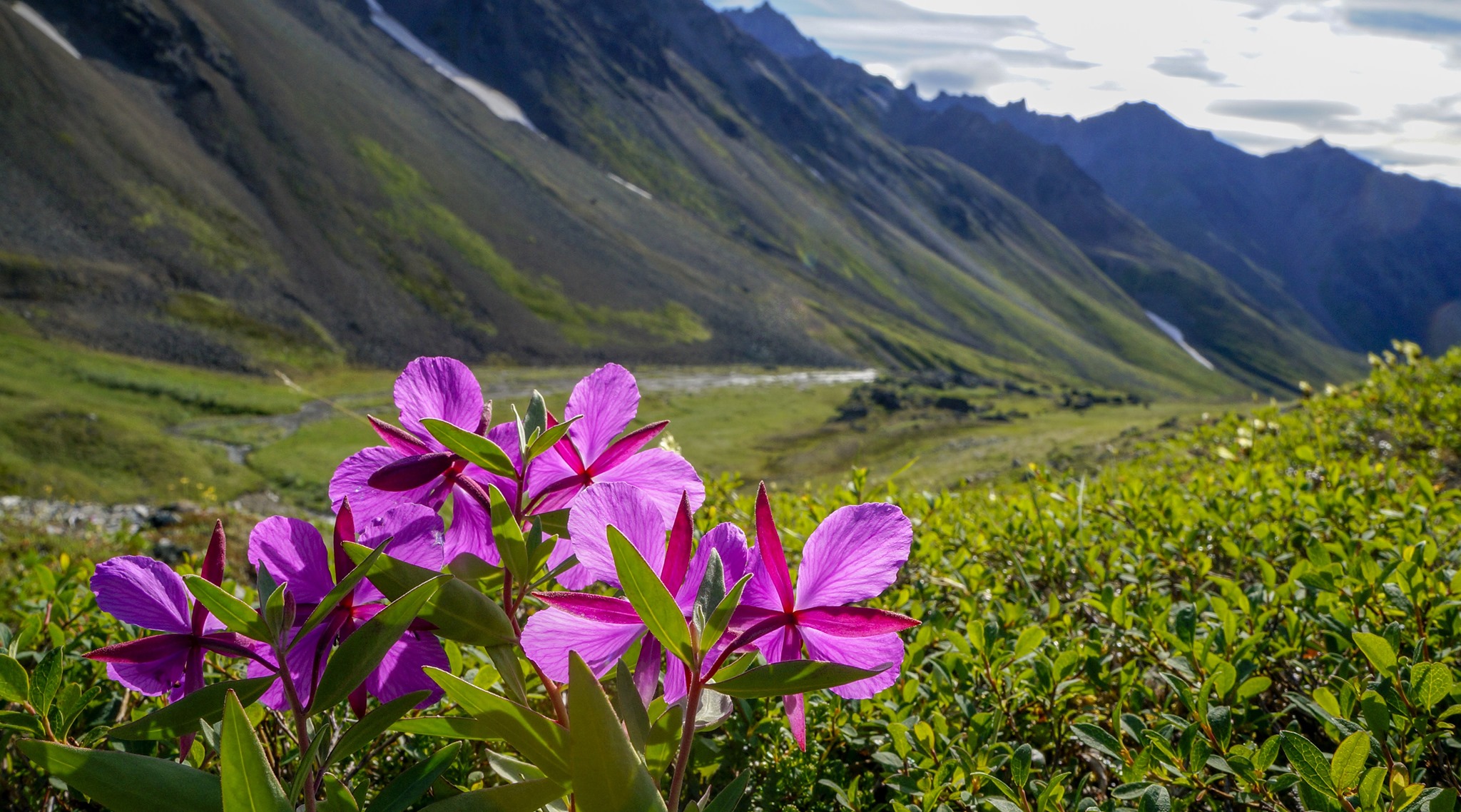 Pink flowers in a green field in front of mountains