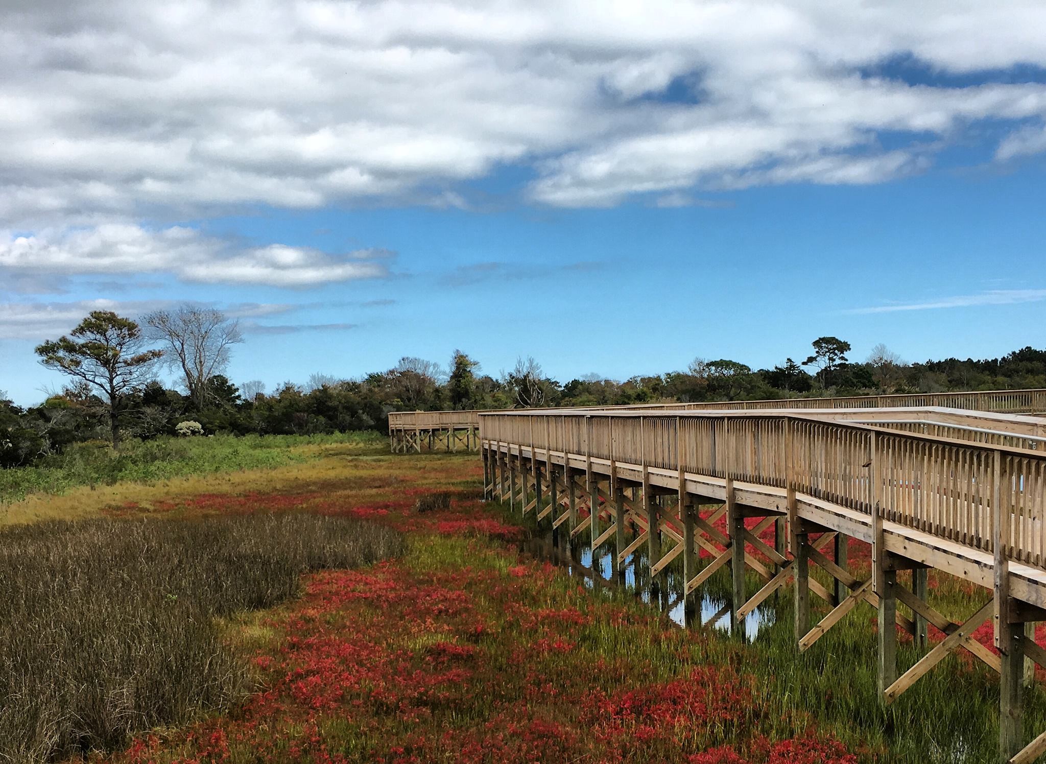 The Marsh Trail, a long accessible wooden boardwalk, at Assateague National Seashore in Maryland and Virginia. 