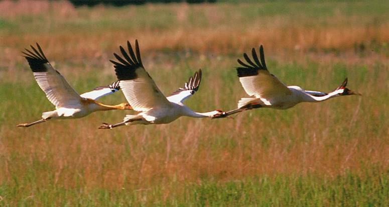 Flight from Extinction: Restoring Whooping Cranes to North America | U ...