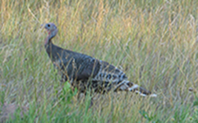 turkey280pixels turkey280pixels