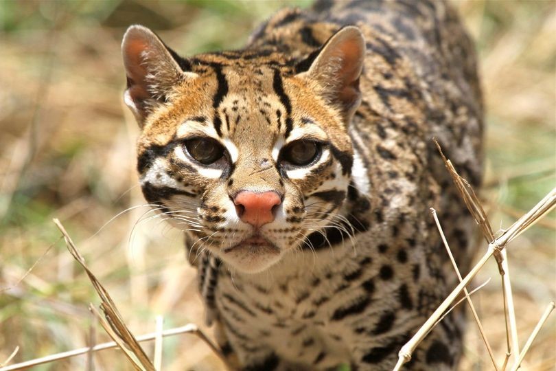 A medium-sized spotted wild cat looks toward the camera.