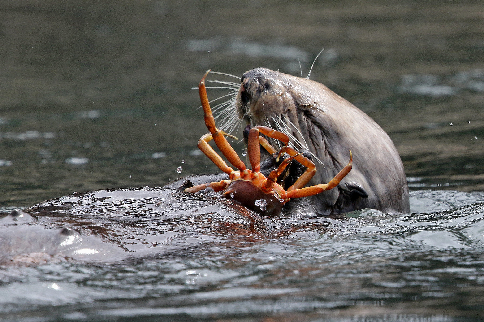 A sea otter floating on its back bites into a crab.