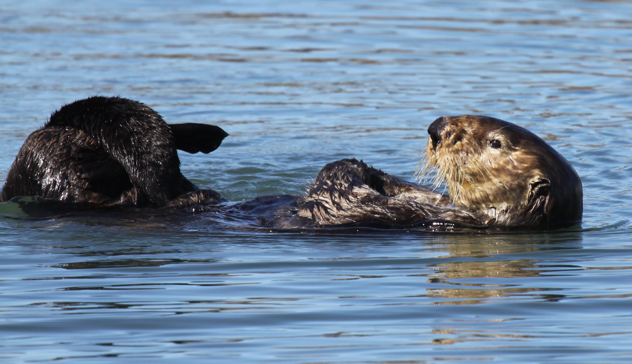 A sea otter twists its body in the water.