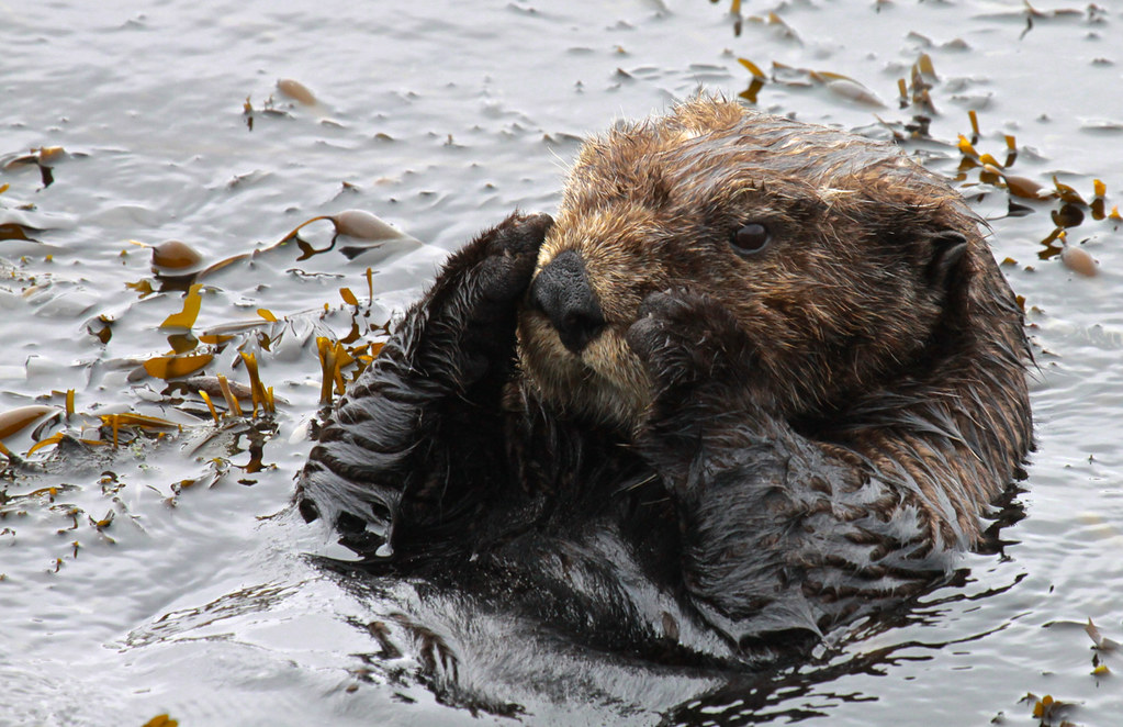 A sea otter raises its paws to its face while it floats on its back.