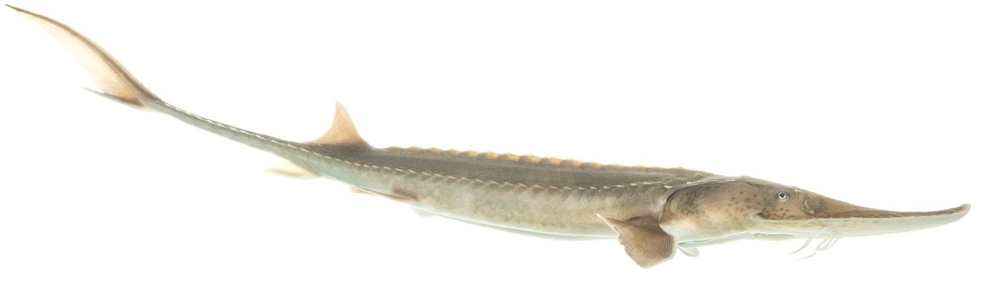 An ancient-looking fish with grayish skin against a white background.