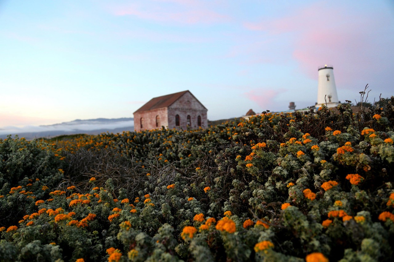 A field of orange flowers in front of the Piedras Blancas Light Station.