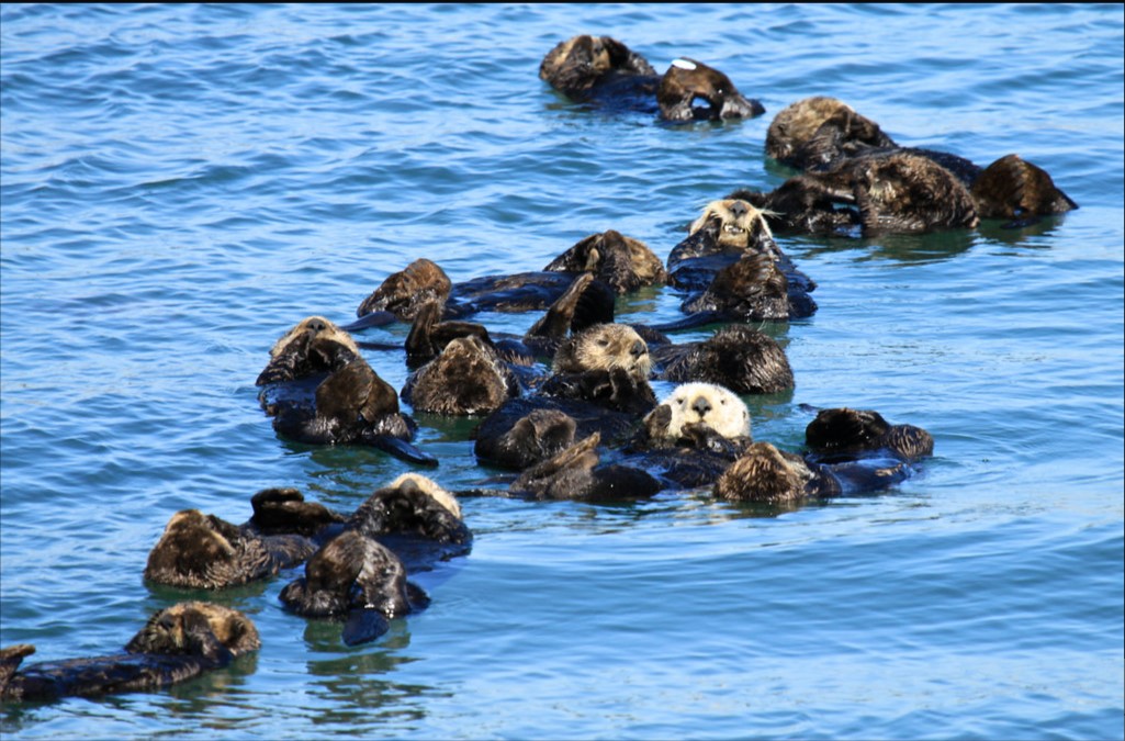 Group of sea otters float in blue water.