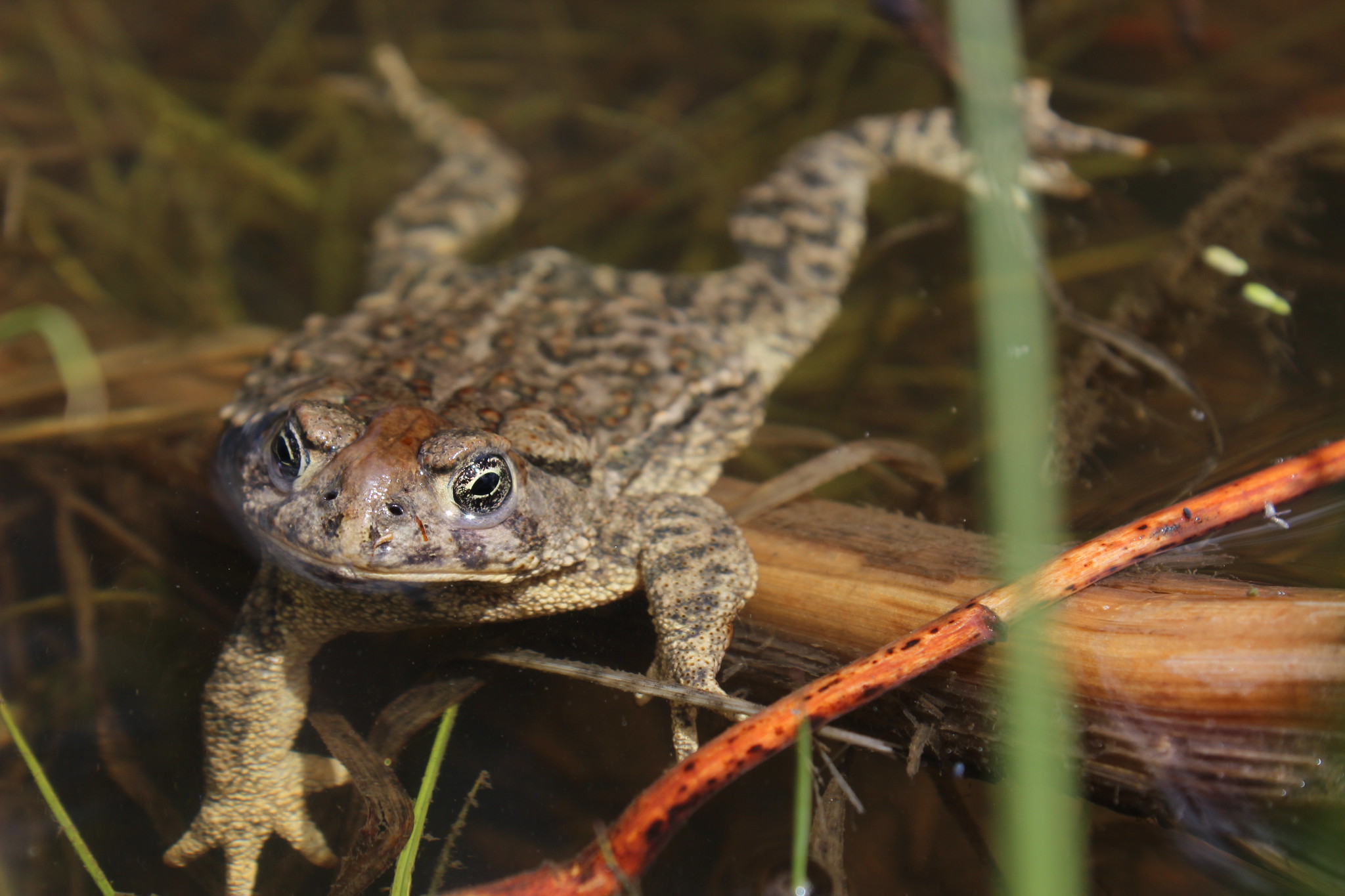 Wyoming toad poses in the water for a portrait.
