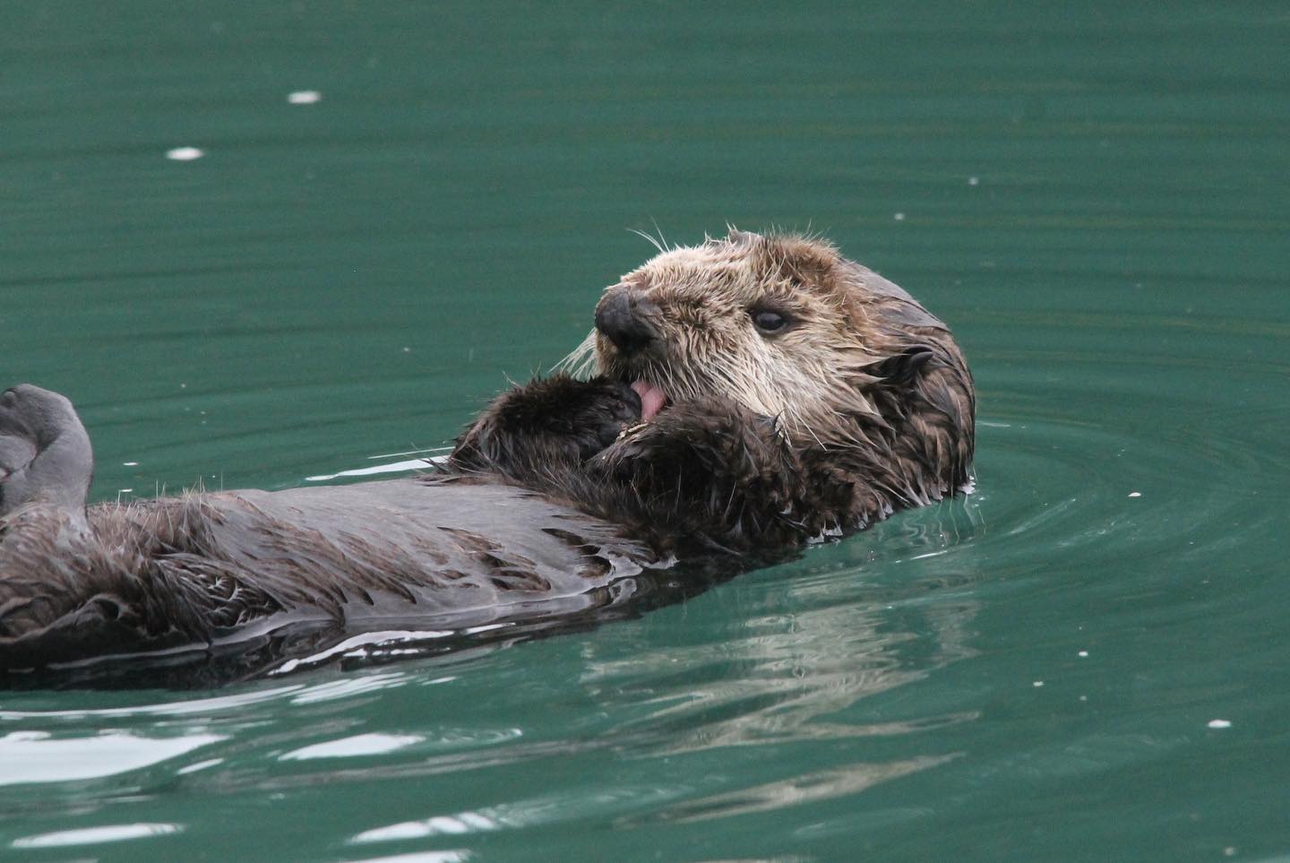 A sea otter licks and grooms its body