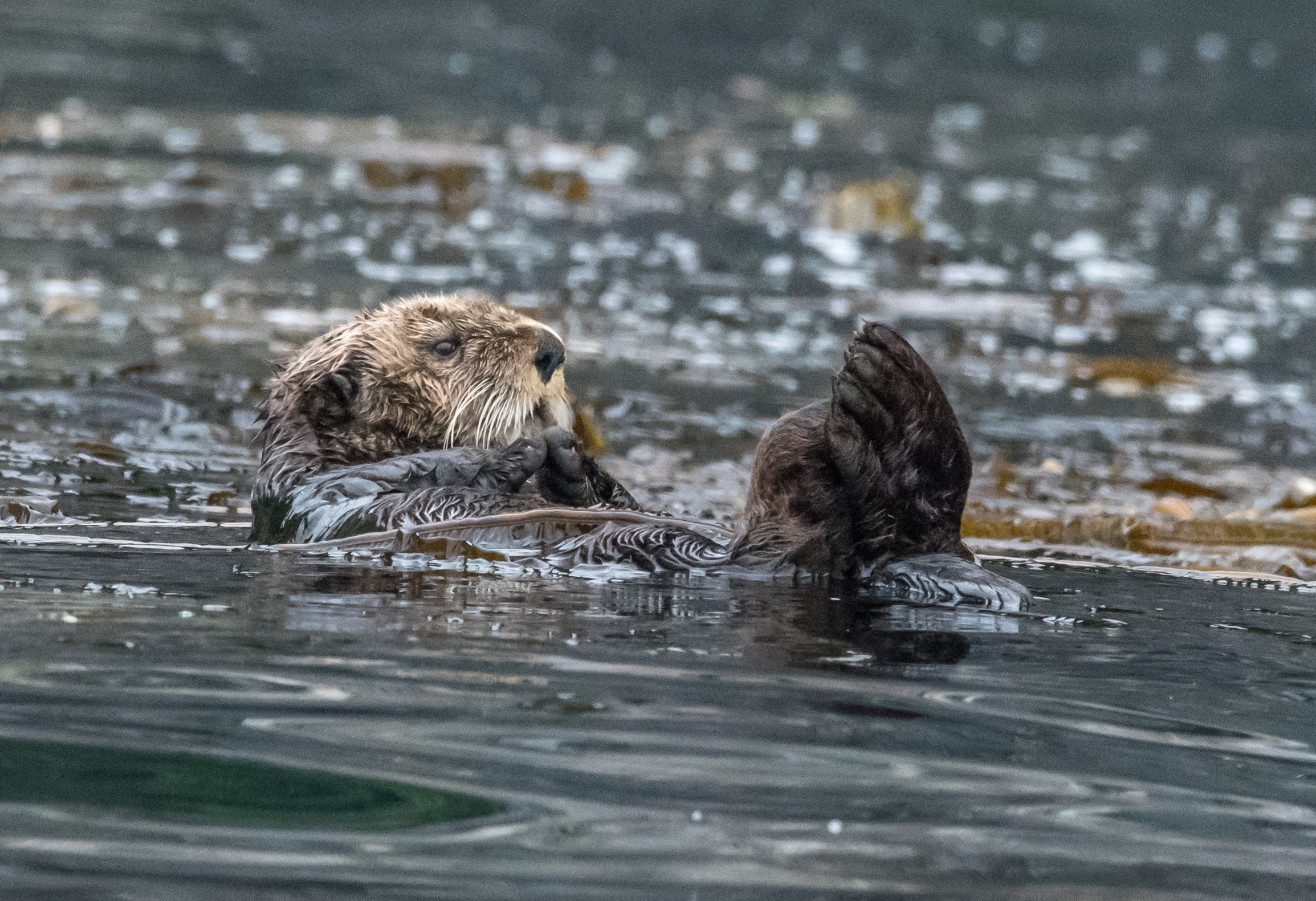 A sea otter floats in a bed of kelp in the water.
