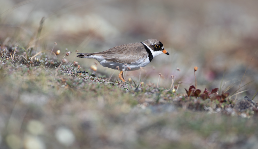 Semipalated plover, a small shorebird with only one black band across the breast, stands among grasses.