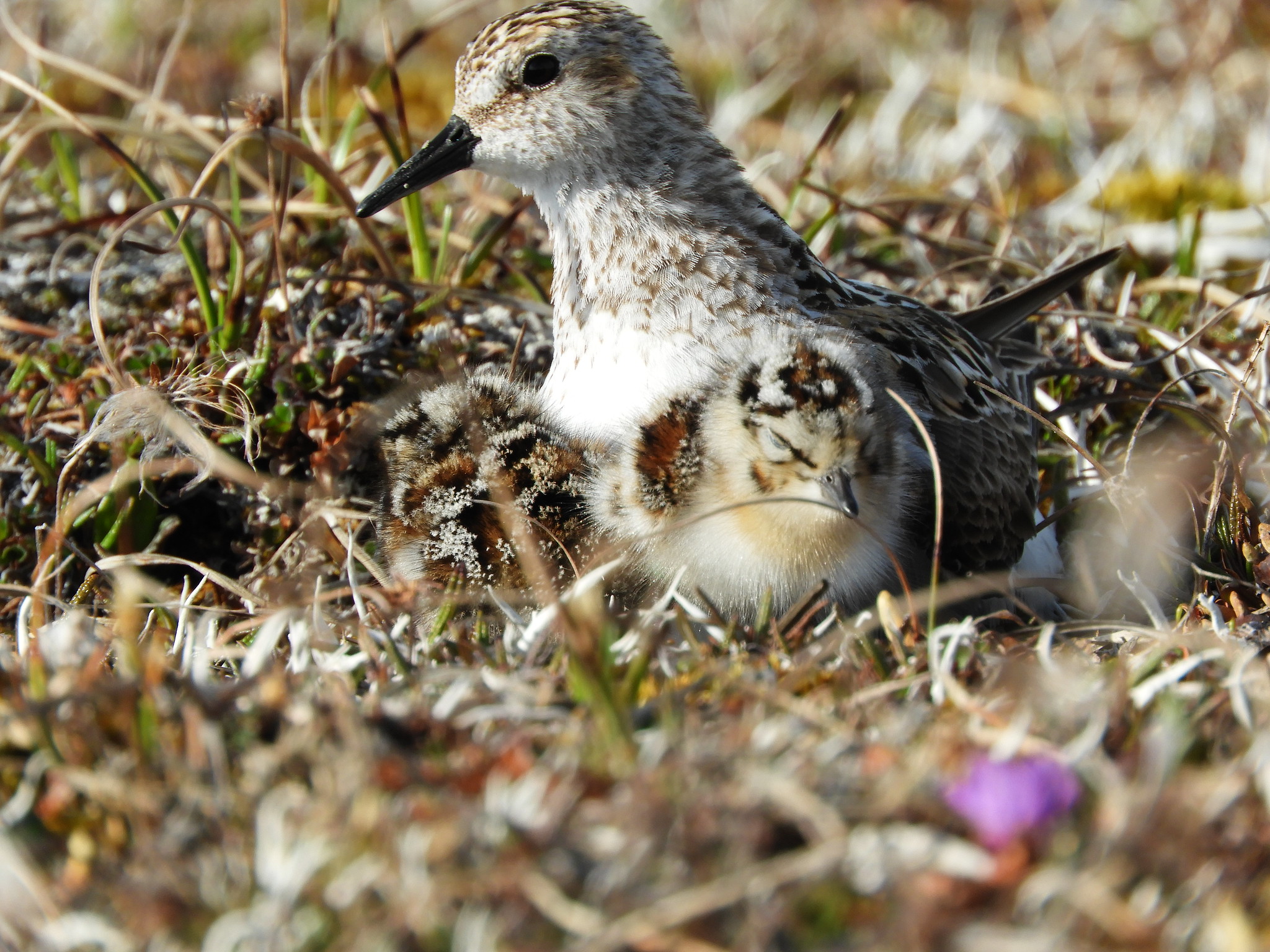 Semipalmated sandpiper and chicks in arctic grasses.