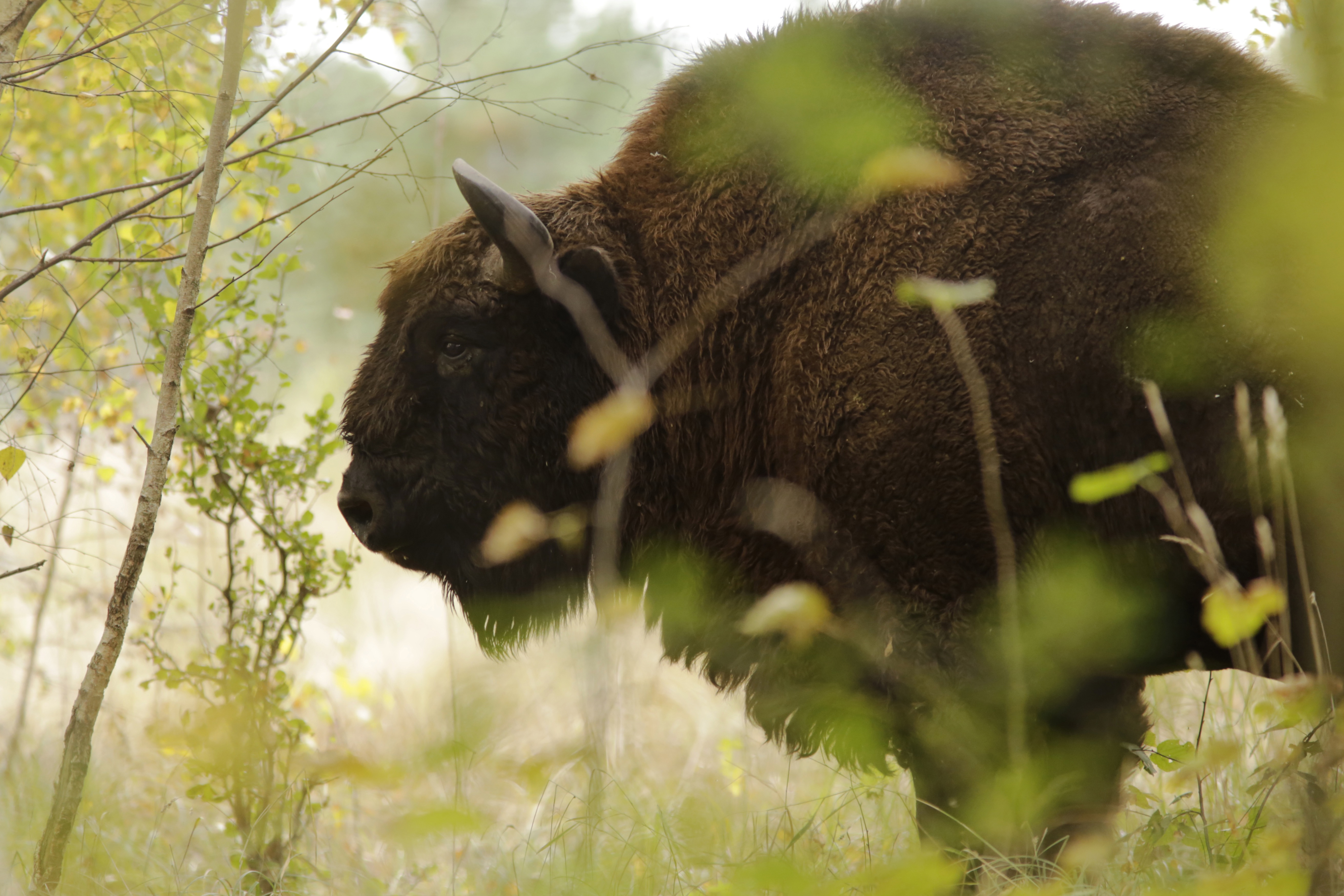 A bison in the wild.