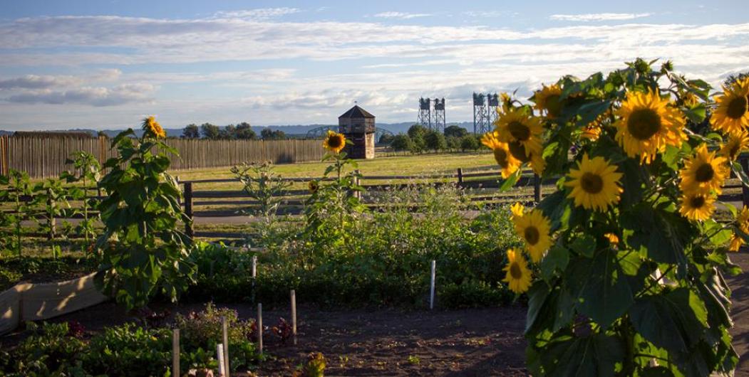 A light blue sky with white clouds sits above wooden barracks and trees in the background and a fenced in sunflower garden in the foreground. 