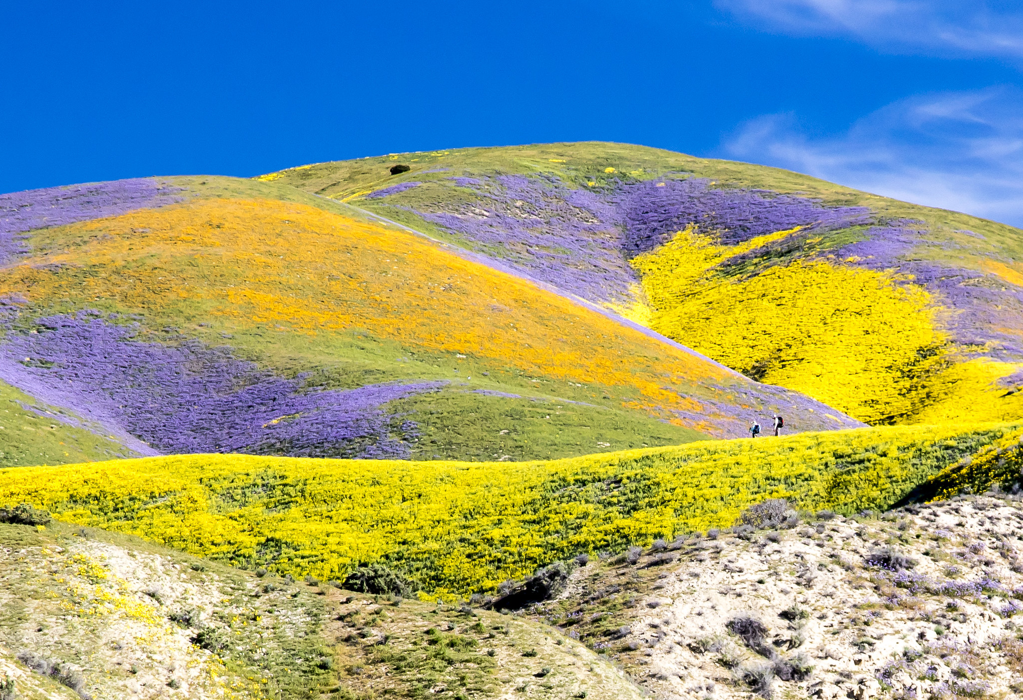 Yellow and purple flowers cover a hill at Carrizo Plain National Monument.