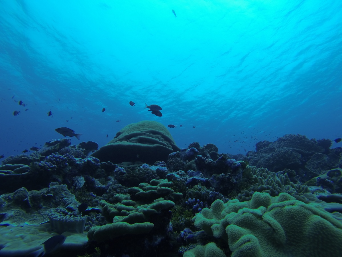 An underwater reef, surrounded by a deep blue sea with various fish swimming about.
