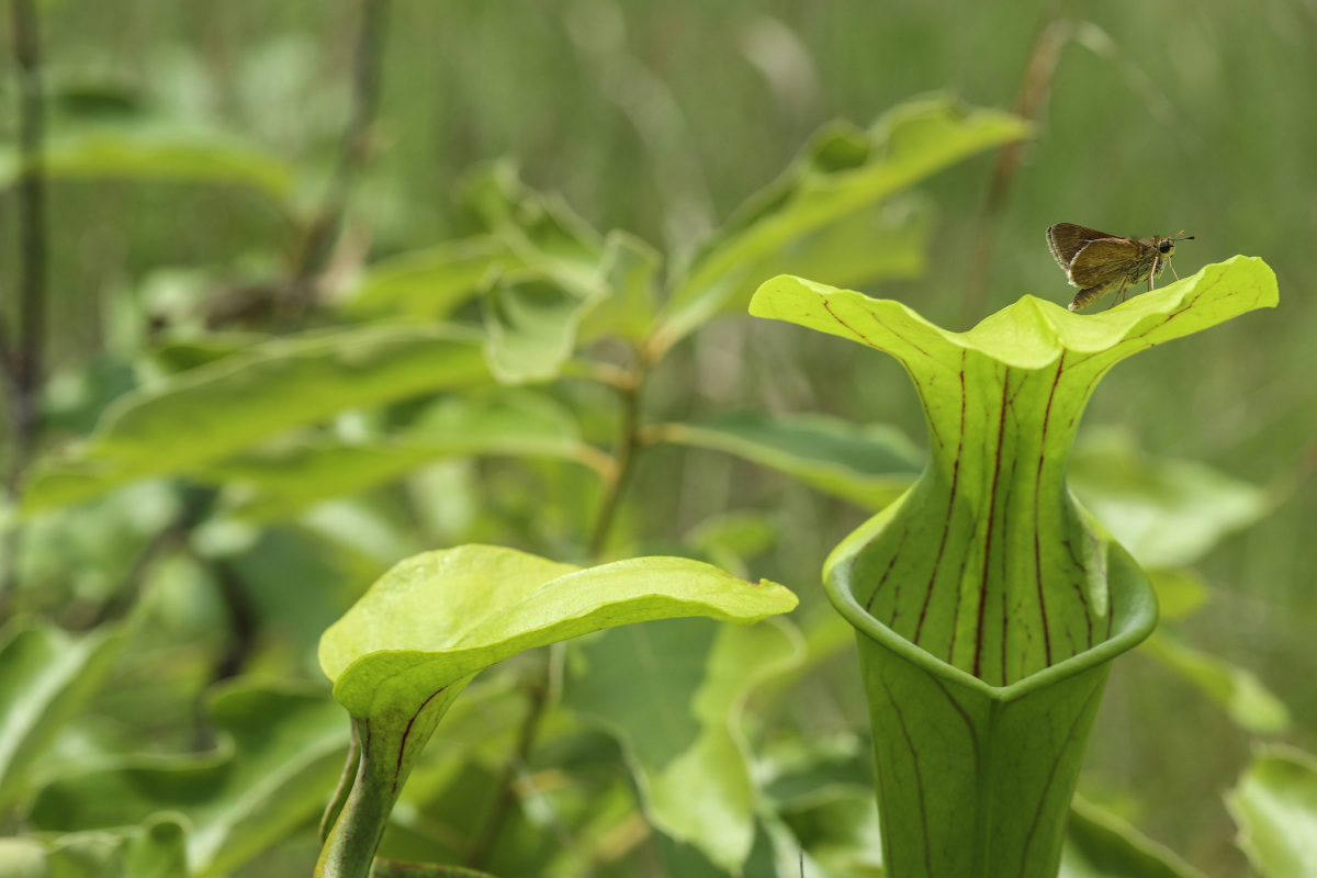 Skipper rests on a pitcher plant 