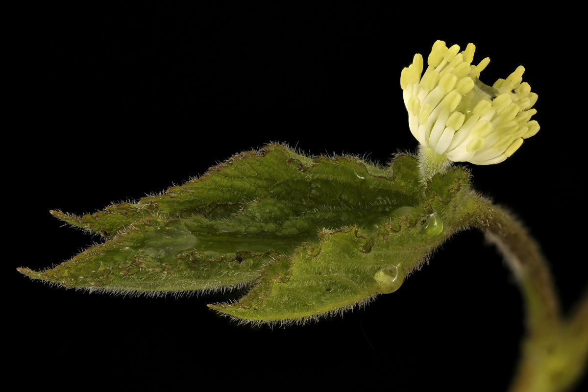 Close up of a goldenseal flower with a black background