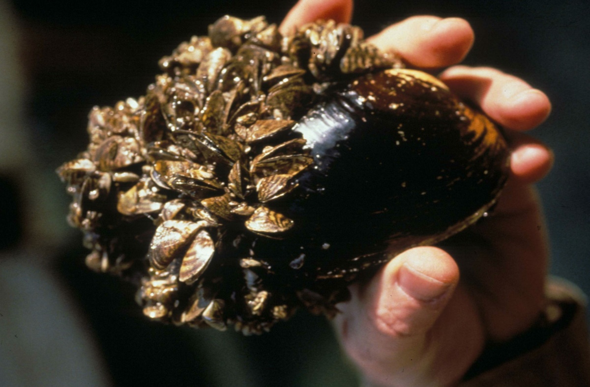 A zebra mussel, with its striped shell and many larva covering the shell. The mussel is held in the palm of a hand