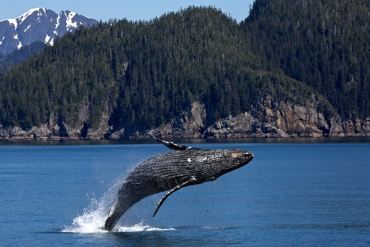 Humpback Whale jumps from the water sideways with mountains in the background.