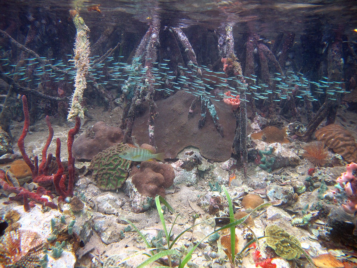 healthy coral