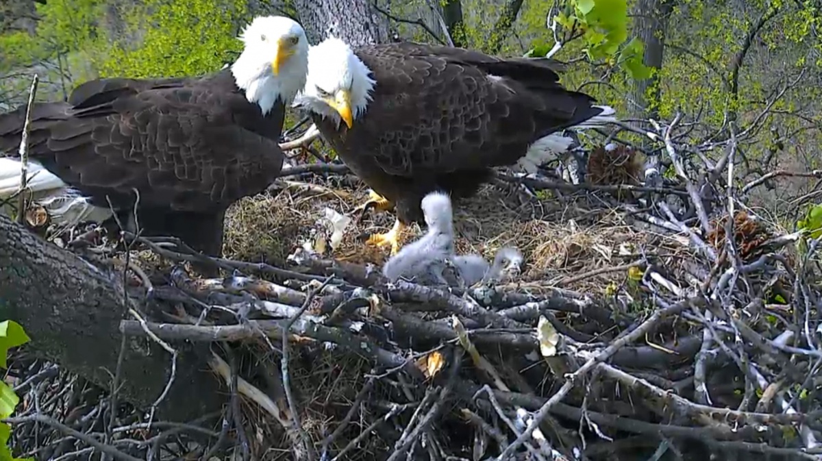 two bald eagles with two eaglets
