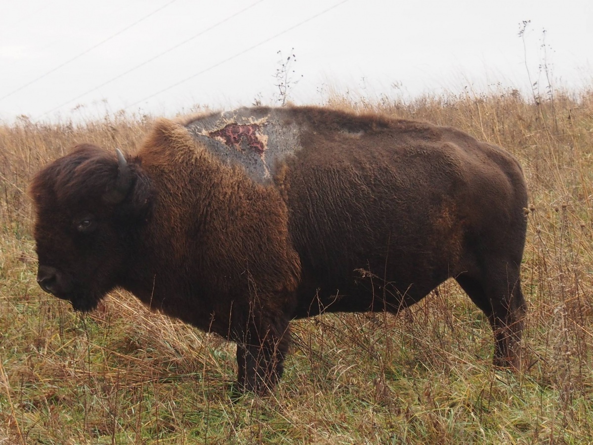 bison with wound on hump