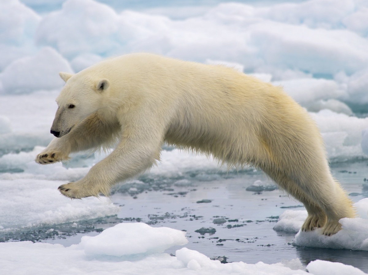 polar bear jumping in water