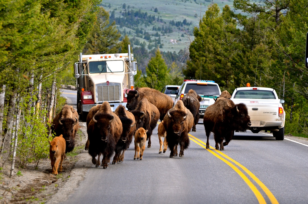 bison in front of cars on road