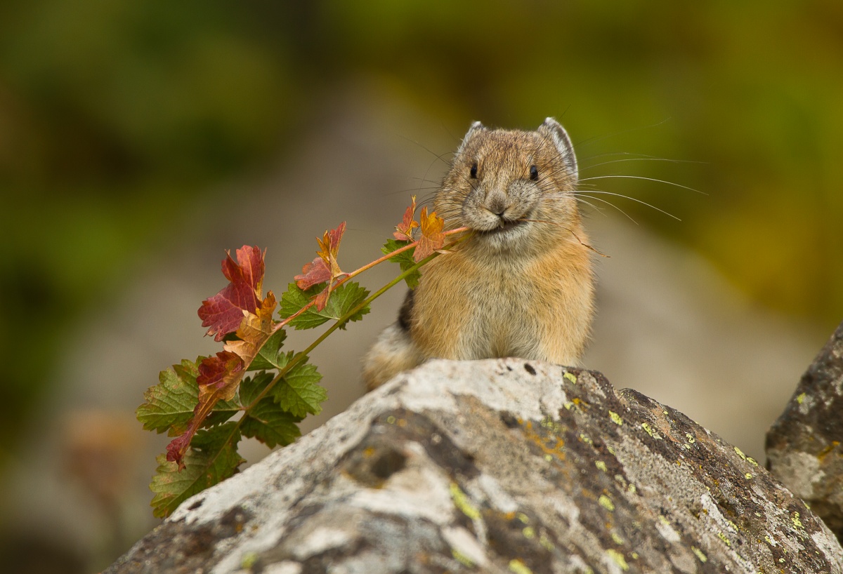 pika with leaves in mouth