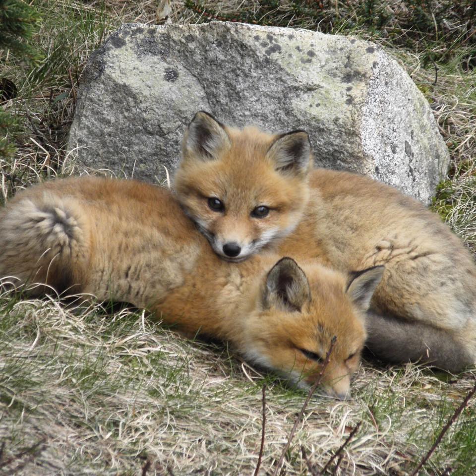 A fox kit lays on top of its sibling in front of a rock